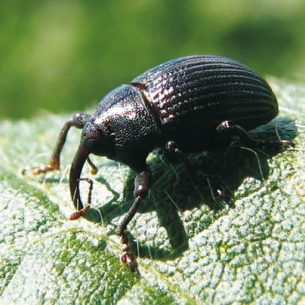 Banana weevil borer