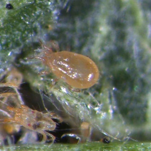 Adult californicus (centre) with two-spotted spider mite.
