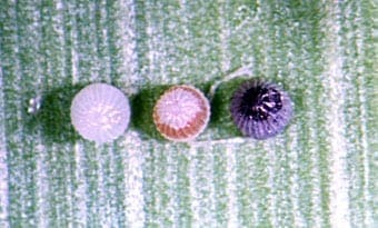 Stages of trichogramma development in heliothis eggs