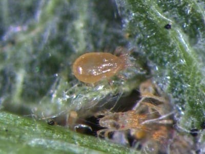 Adult californicus (centre) with two-spotted spider mite. (Photo: Andrew Manners, QDAFF)