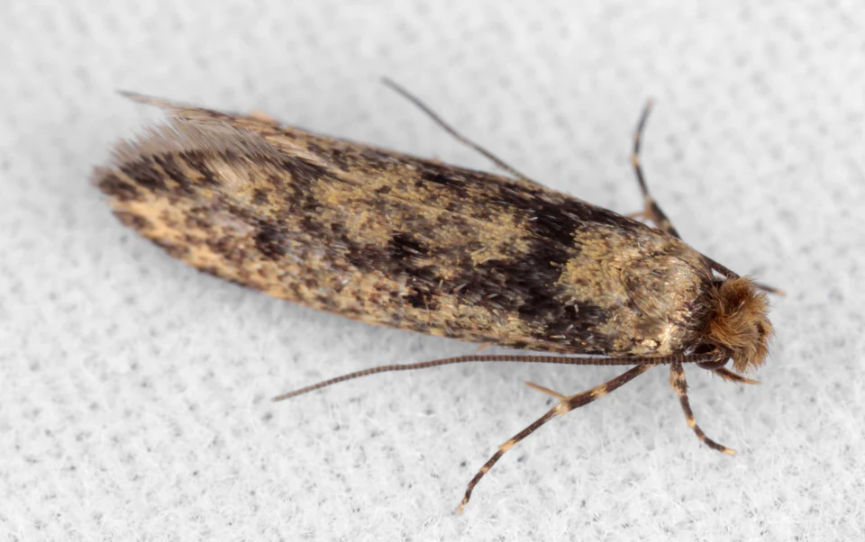 Clothes moth pheromone lure and trap - Image 5