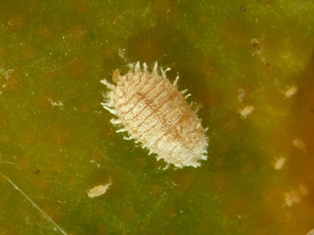 Citrus mealybug (Photo: Dan Papacek)