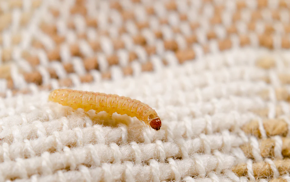 Clothes moth pheromone lure and trap - Image 4
