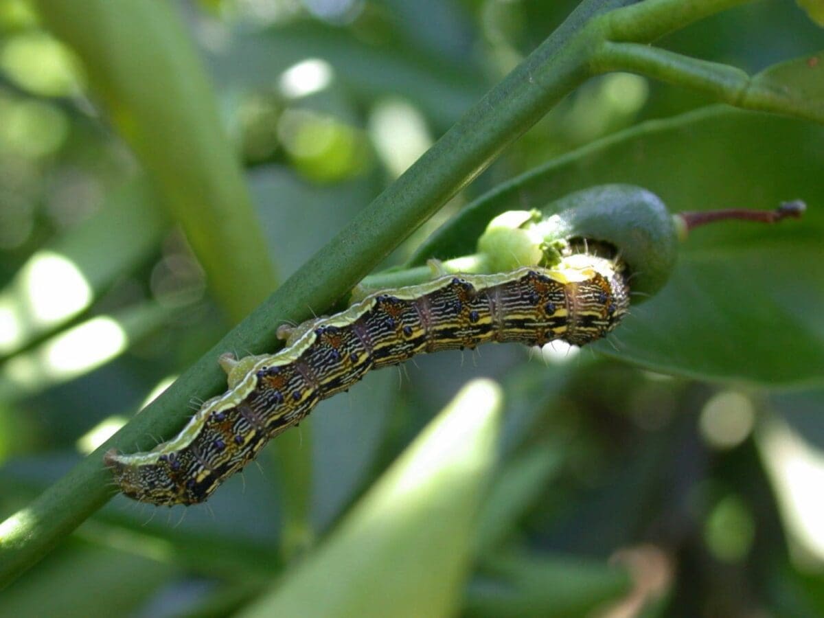 Trichogramma pretiosum - Image 5