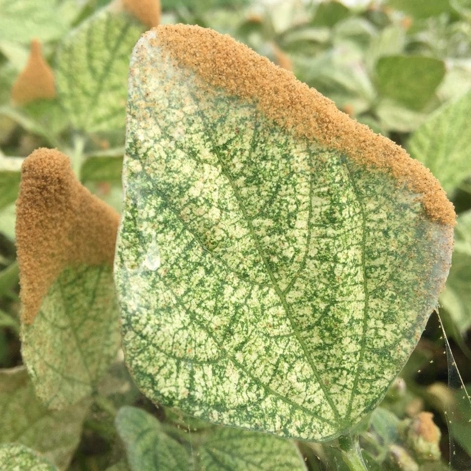 Two spotted spider mites on bean leaf. Note feeding damage. (Photo: Dan Papacek, Bugs for Bugs)