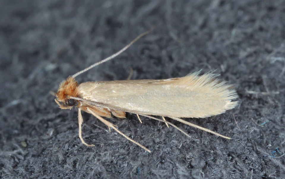 Clothes moth pheromone lure and trap - Image 3