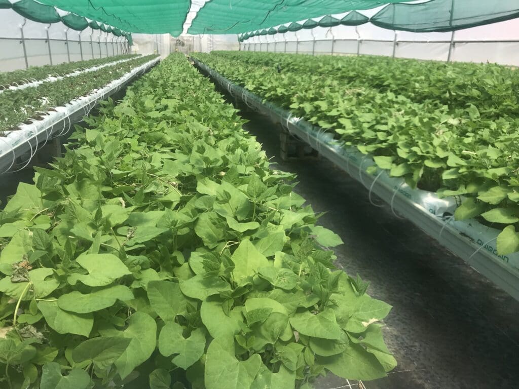 We rear our Persimilis on bean plants infested with two-spotted spider mite
