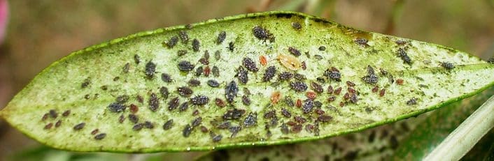 Olive lace bug