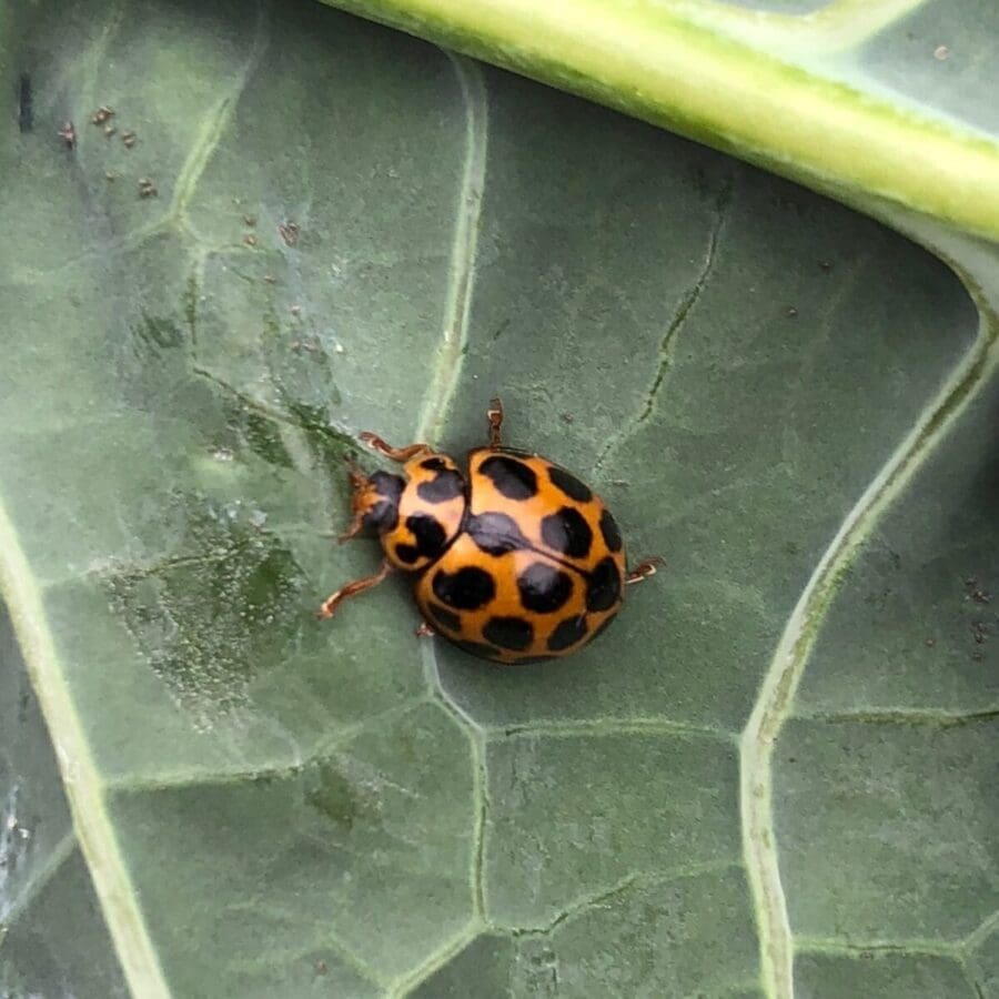 Spotted ladybirds