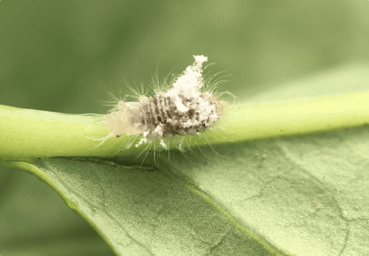 Lacewing - Image 13