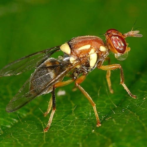 Fruit fly with brown body and yellow markings perched on a green leaf, red eyes visible.
