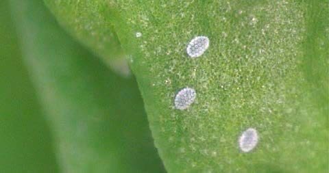 Broad mite egg showing characteristic domed structures