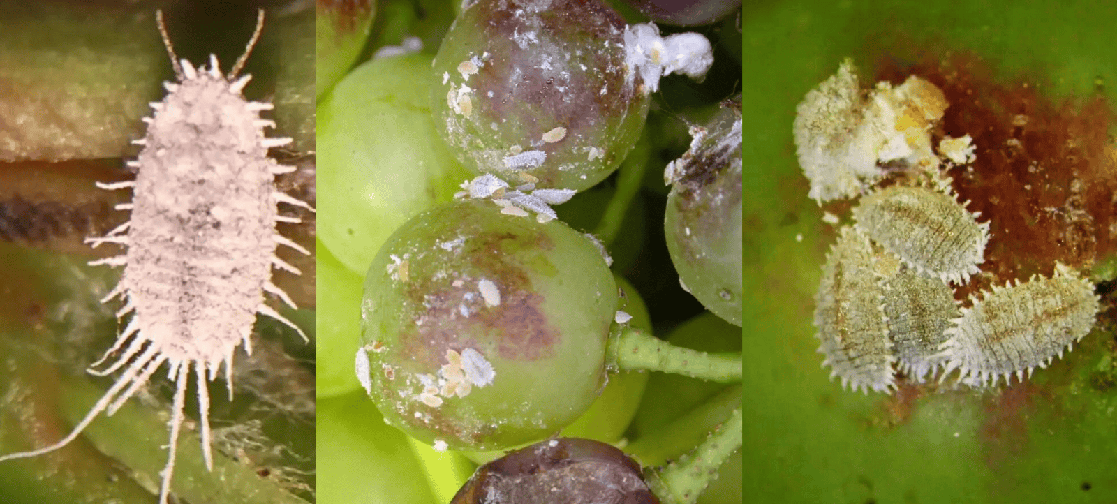mealybug treatment with biological control
